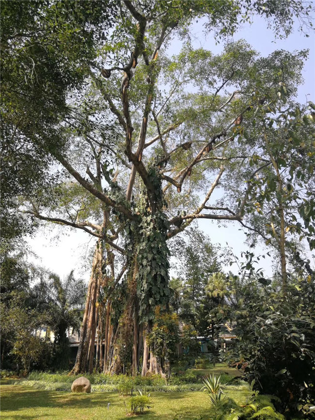 參觀(guān)西雙版納獨(dú)樹(shù)成林景區(qū)、中緬邊境界碑和中國(guó)打洛口岸3.jpg
